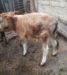 bmw 3 серия 325d at: Dana, buzov, Erkək, ay: 4, 65 kq, Damazlıq, Ünvandan götürmə