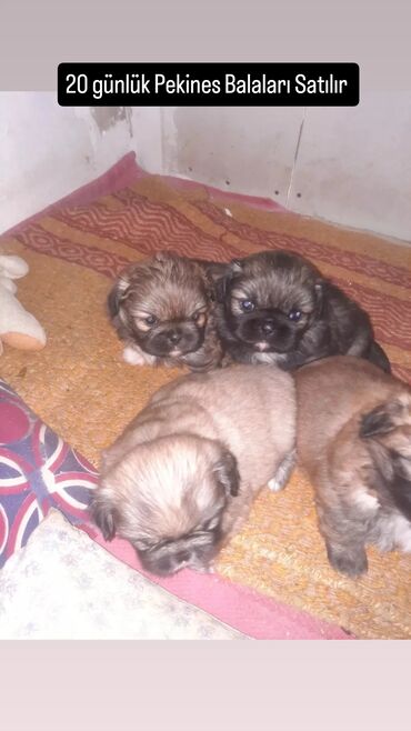 İtlər: Pekines, 1 ay, Dişi, Peyvəndli, Ünvandan götürmə