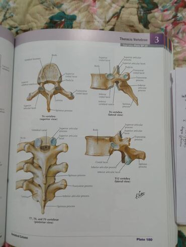 Медицина: «Атлас анатомии» Фрэнка Неттера вот уже более 25 лет является лучшим и at lalafo.kg — 7 Медицина: «Атлас анатомии» Фрэнка Неттера вот уже более 25 лет является лучшим и — 7