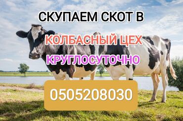 убой скота: Куплю | Коровы, быки, Лошади, кони | Круглосуточно, Любое состояние, Забитый