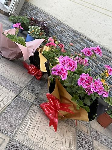 Другие комнатные растения: Комнатные растения в горшках 1) Розеа/ахименес (плющевидный кустик с — 39