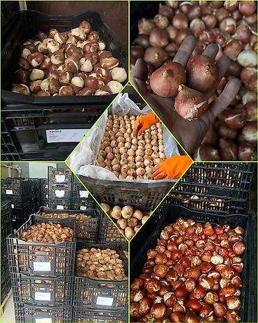 Организация мероприятий: Организация мероприятий | Букеты, флористика — 23