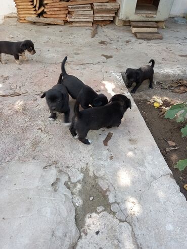 İtlər: 1 ay, Erkek, Ünvandan götürmə