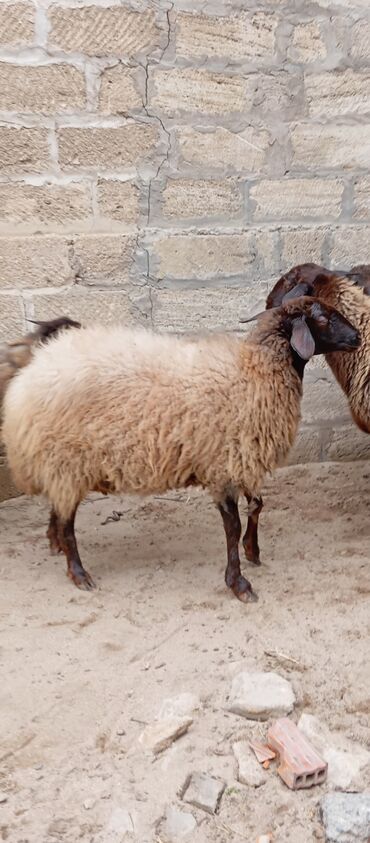 Qoyunlar, qoçlar: Salam ünvan Bakıin maştağa kendi obşi 8 baş heyvanlar 1 baş ana-bala — 7