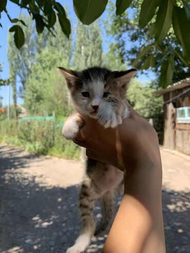 кастрация кота бишкек цена: Кошка даром: Беспородная, 1 месяц, Девочка, Проглистована
