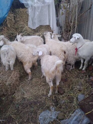 Козы, козлы: Продаю | Коза (самка) | Для разведения — 28