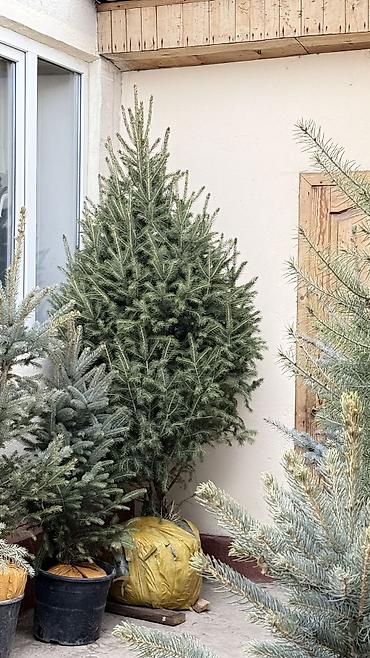 маленькие елки: Продаются ели (местные) Размеры от 1м,1,5м,2м Выращиваем сами, со всей — 7