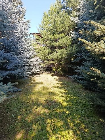 Продажа дачи: 3 комнаты, 70 м², 15 соток, Холодная вода, Электричество at lalafo.kg — 20 Продажа дачи: 3 комнаты, 70 м², 15 соток, Холодная вода, Электричество — 20