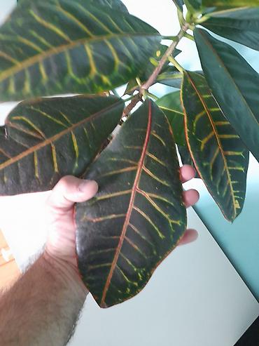 dekor agaclar: Kroton (Codiaeum variegatum) – dekorativ yarpaqlı otaq bitkisi — 3