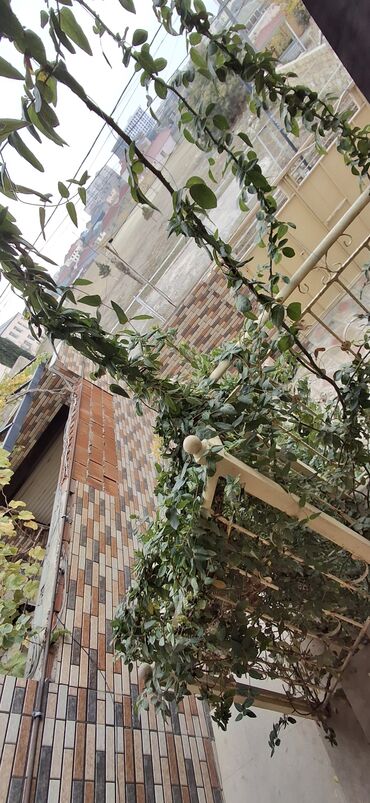 Uzunmüddətli kirayə mənzillər: Ev kiraye verilir unvan Masazir Yusif Semedoglu kuçesi 6otag bir — 30