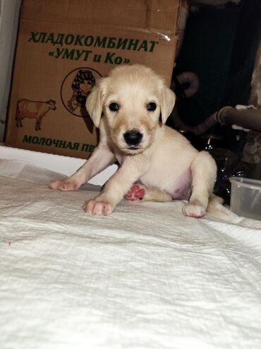 Продажа собак: 🐾 Отдам щенка в добрые руки! 🐾 Нашли маленькую девочку (примерно