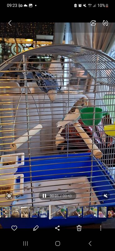 дом животных: Продам двух волнистых попугаев с клеткой и аксессуарами 🐦💚 Продаются