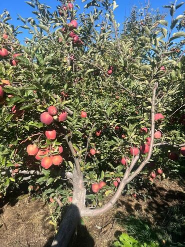 Продажа домов: Дом, 100 м², 4 комнаты, Собственник, Старый ремонт — 11