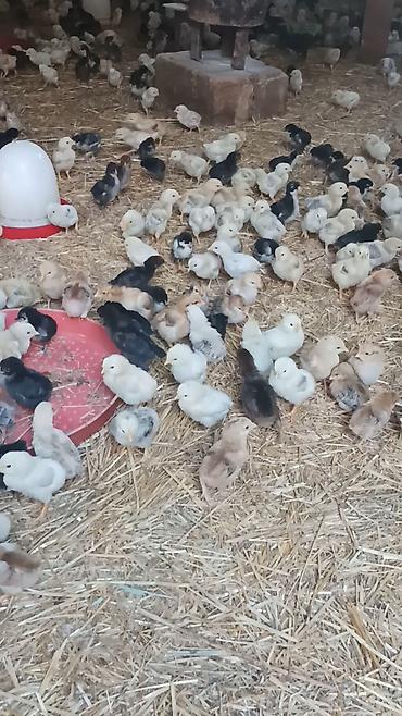 qarğa balası satılır: Kənd Cücələrinin Satışı.Yumurta Qəbulu DİQQƏT! İNKUBATOR UCAR — 2
