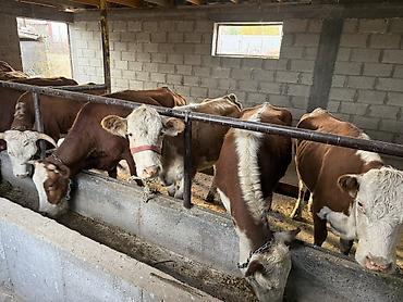 где можно купить немецкую овчарку: Продаю | Тёлка | Герефорд, Симментальская, Аулиекольская | На откорм, На забой | Привязанные — 1