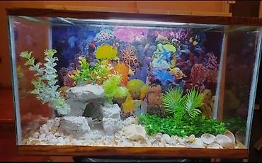 akvarium qiymetleri: Qızıl balıq, Sülhsevər — 2