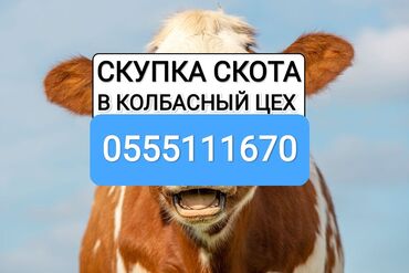 витамины для животных: Куплю | Коровы, быки, Лошади, кони, Другие с/х животные | Круглосуточно, Любое состояние, Забитый