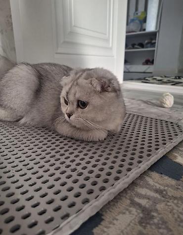 кошка куплю: Шотландская вислоухая кошка, окрас серебристый шиншилла. 1год - — 3