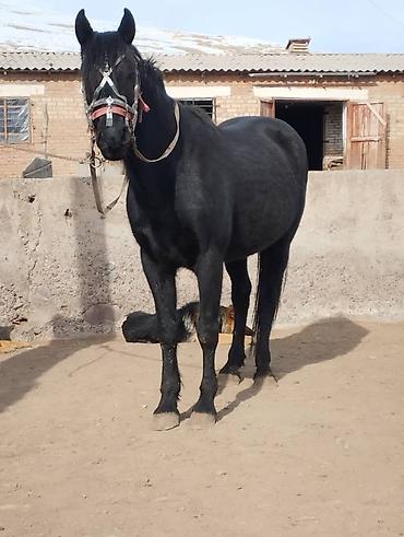 Лошади, кони: Продаю | Жеребец | Для разведения | Осеменитель — 9