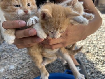 взять котика в добрые руки: Породасыз, 1 айлык, Эркек, Кызгыл сары, Лотокко барууга үйрөтүлгөн