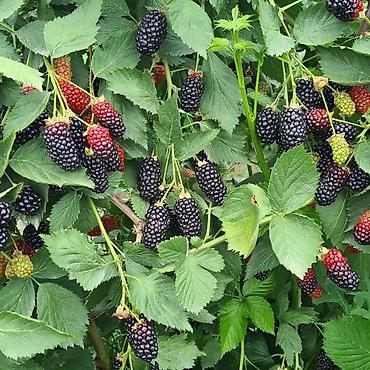 Tinglər: Tinglər -da lalafo.az — 7 Tinglər: Tinglər — 7