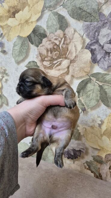 İtlər: İt balası – kiçik ölçülü, qısaburun tipli (Pekines/Şih-cu xatırladan) -da lalafo.az — 7 İtlər: İt balası – kiçik ölçülü, qısaburun tipli (Pekines/Şih-cu xatırladan) — 7