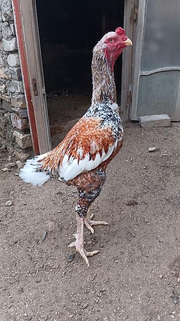 heyvan alqi satqisi: 1 Xoruz 🐓 4 toyuq pileymutdular irak sortudur qiymet hamsına ayidir — 1
