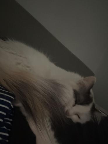 годик: Отдаю двух котов и кошку в добрые и ответственные руки! Связи с — 7