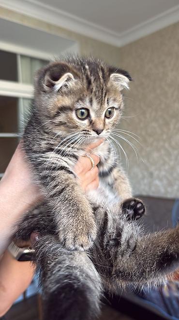 Pişiklər: Şotland — 9