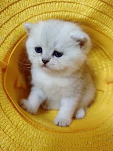 британская шиншилла кошка: Готовятся к продаже чистопородные очаровательные Шотландские котята