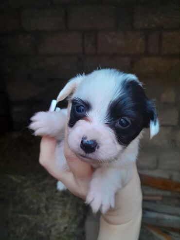 İtlər: Zvonok, 1 ay, Dişi, Ünvandan götürmə — 7