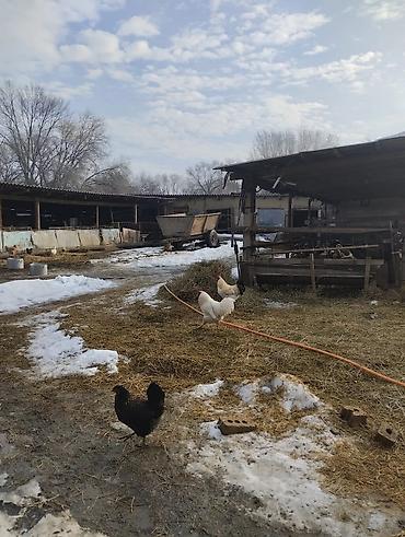 Продажа коттеджей и домов: Продается дом общей площадью 100кв на участке 38соток.Дом на два — 9