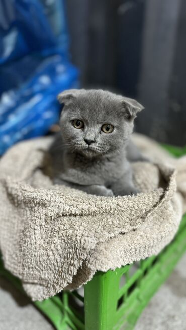 где можно купить шотландского вислоухого котенка: Скотиш Фолд (Шотландская вислоухая), 3 месяца, Мальчик, Голубой, Приучена к лотку