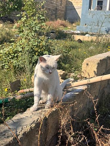 pişik ucuz: Russ Angor Balalari Xüsusiyyətlər: - Rəng: tam ağ, açıq çəhrayı burun — 8