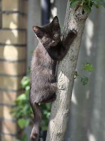 Мышыктар: 🐾 Британские котята готовы к переезду! 🏡 Предлагаются очаровательные — 1