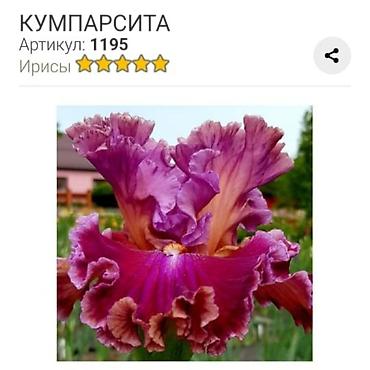 Другие садовые цветы и кустарники: Ирисы бородатые, сортовые в продаже корниделенки по одному вееру🌺 — 17