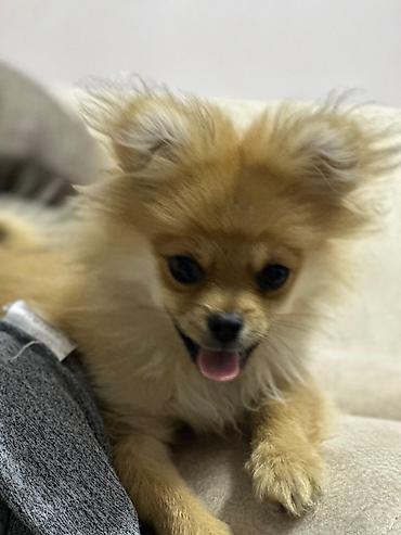 İtlər: Şpitz — 9