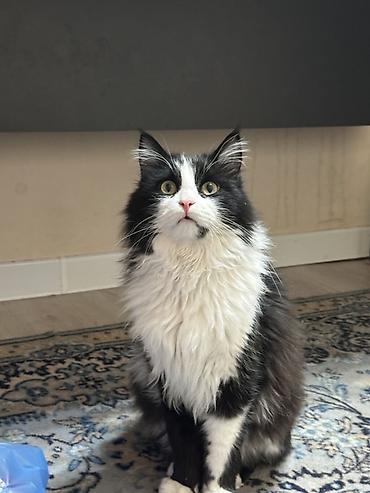 Отдам даром кошку: Мальчик, Приучена к лотку — 3