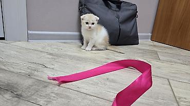 Продажа кошек: Скотиш Фолд (Шотландская вислоухая), 1 месяц, Девочка, Голубой, Приучена к лотку — 7