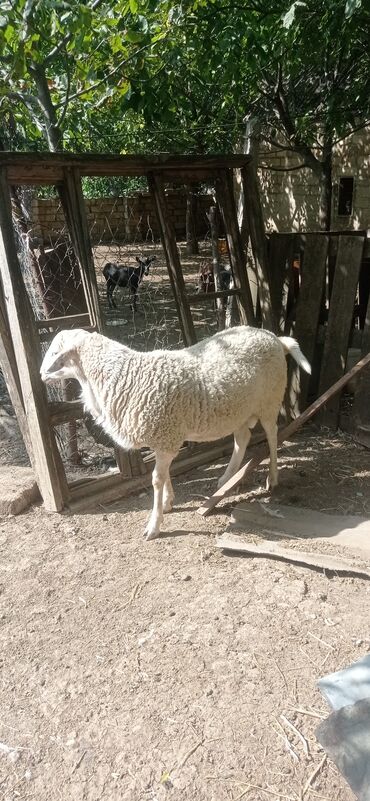 cins ineklerin satisi: Erkək, il: 1, 60 kq, Ünvandan götürmə lalafo.az -da cins ineklerin satisi: Erkək, il: 1, 60 kq, Ünvandan götürmə