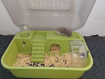 Животные: Продам джунгарского хомяка с клеткой-дюной😲🐭 Продам готовый комплект — 2