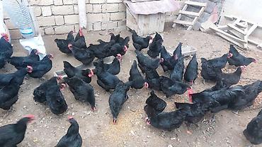 Toyuqlar: Toyuq, Australorp, Damazlıq, Ünvandan götürmə — 11