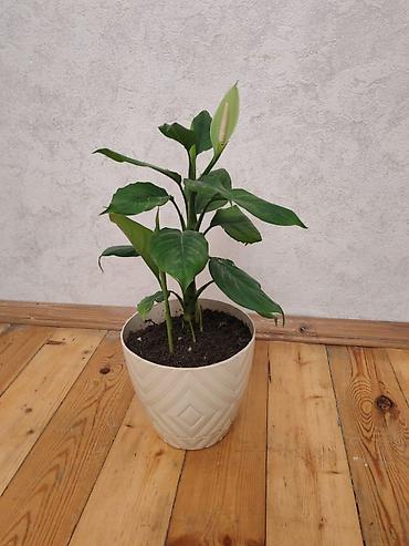 Otaq bitkiləri: Spathiphyllum (Sülh zanbağı) – dekorativ otaq bitkisi - Uzun, parlaq — 4