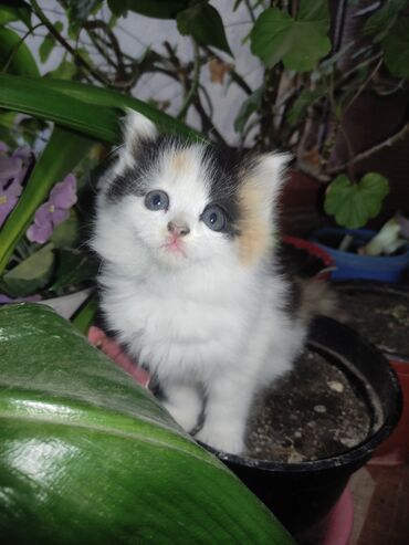 Животные: Порода : Турецкий ван Продаются котята и кошка Котята-500с
