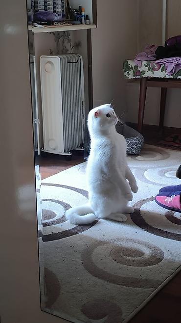 Кошки: Cütleşdirilir Erkek Scottish Fold 1 yaş 2 aylıqdı — 3