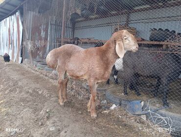 цены породистых собак: Сатам | Козу | Арашан