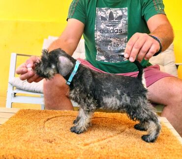 Psi: Odgajivacnica Pet house nudi prelepe stence Patuljastog snaucera Biber — 2