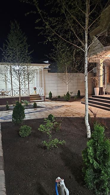 Берёза: Саженцы — 26