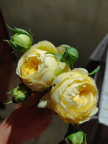 Садовые цветы и кустарники: Саженцы цветка: Розы — 7