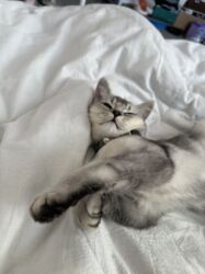 Вязка кошек: Мальчик шотландский скотиш страйт Окрас : белая шиншила Нужна девочка — 5